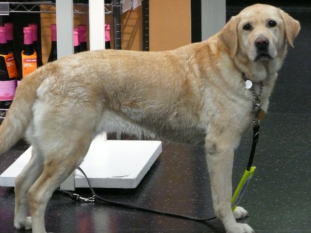 Guide dog Esme Charity Choice.jpg Guide dog Esme Charity Choice.jpg